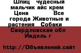 Шпиц - чудесный мальчик айс-крем › Цена ­ 20 000 - Все города Животные и растения » Собаки   . Свердловская обл.,Ивдель г.